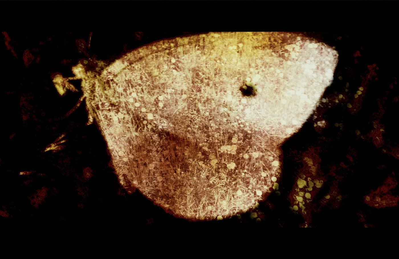 Aile de papillon photographiée en gros plan, traitement sépia